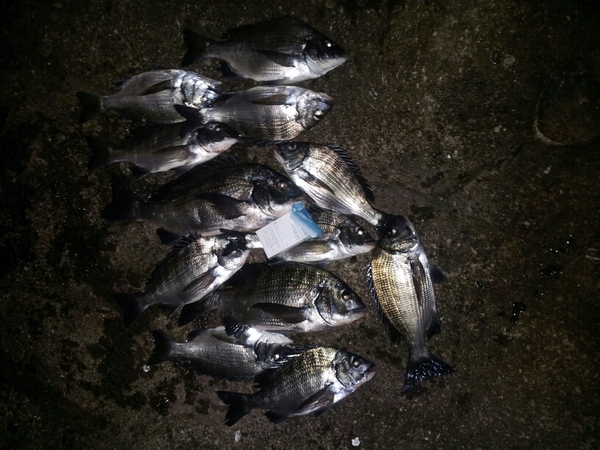 밤낚시 조과