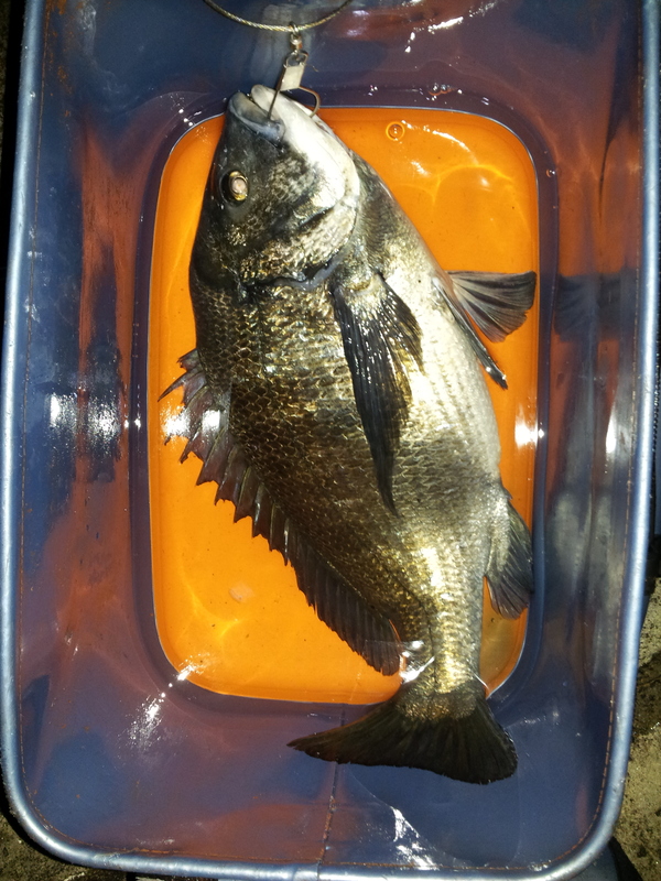대물감성돔 55cm